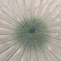 Japanese Shigaraki Ceramic Lotus Bowl