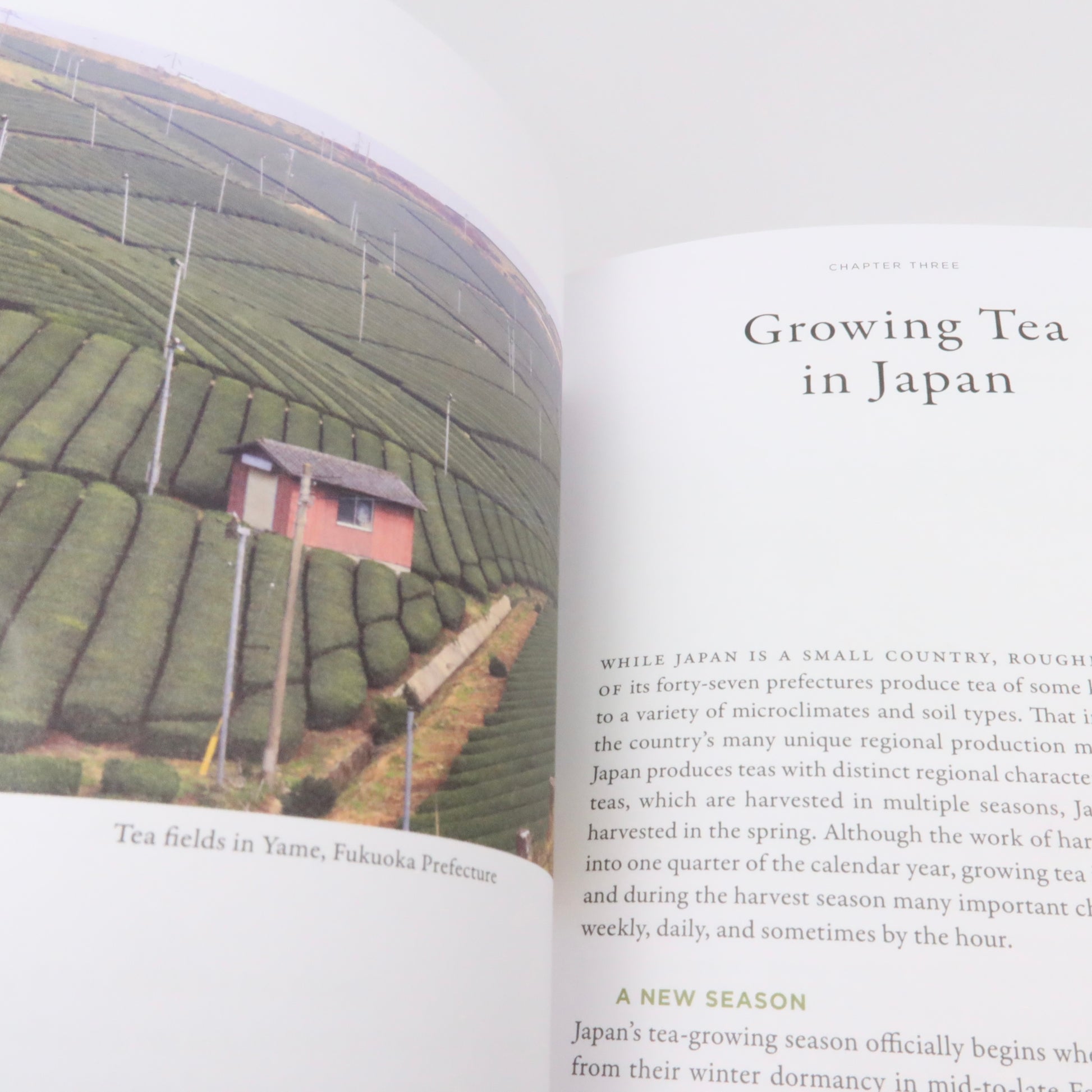 Stories of Japanese Tea: the Regions, the Growers, and the Craft